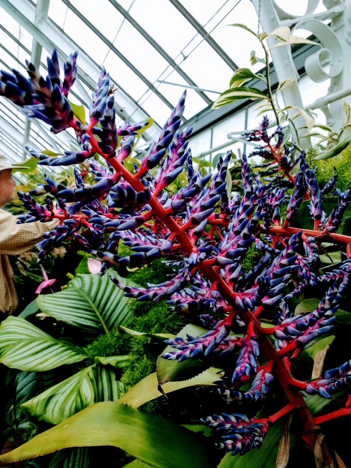 Aechmea Blue Tango